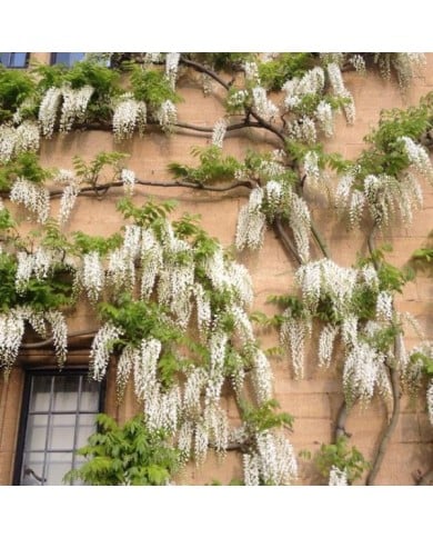 Glycine de Chine à fleurs blanches