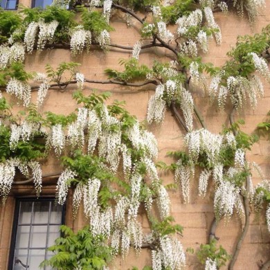 Glycine de Chine à fleurs blanches