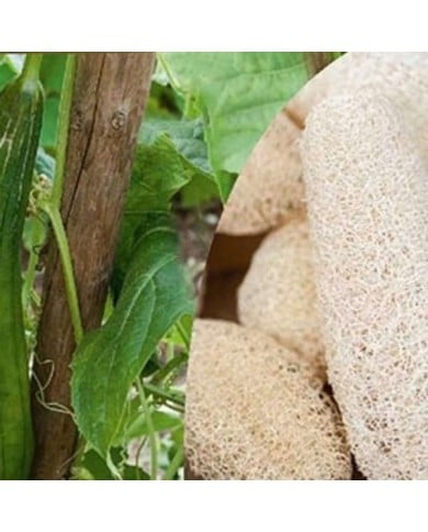 Courge éponge Luffa
