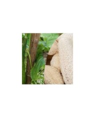 Courge éponge Luffa