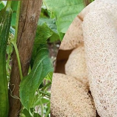 Courge éponge Luffa