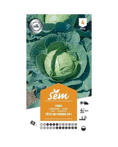 Chou Tête de Pierre F1 (sachet)