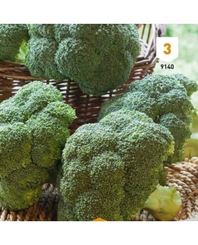 Chou brocoli hâtif