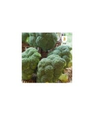 Chou brocoli hâtif