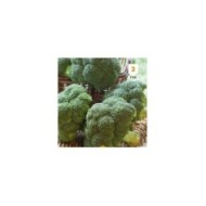 Chou brocoli hâtif