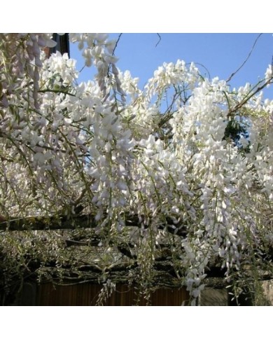 Glycine de Chine à fleurs blanches