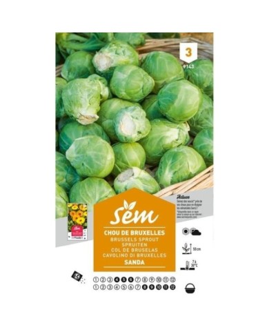 Chou de Bruxelles Sanda (sachet)