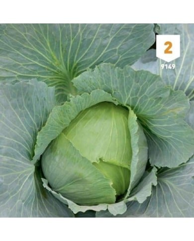 Chou cabus Quintal d'Alsace