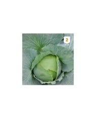 Chou cabus Quintal d'Alsace