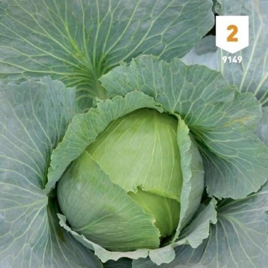 Chou cabus Quintal d'Alsace
