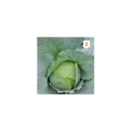 Chou cabus Quintal d'Alsace