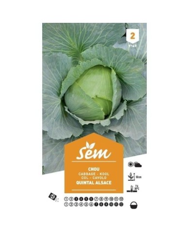 Chou cabus Quintal d'Alsace (sachet)