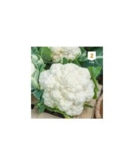 Chou fleur toutes saisons