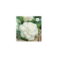 Chou fleur toutes saisons
