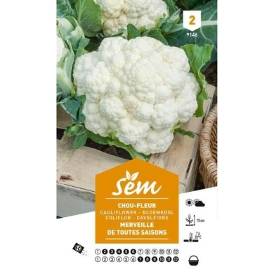 Chou fleur toutes saisons (sachet)