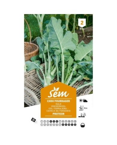 Chou fourrager Protéor (sachet)