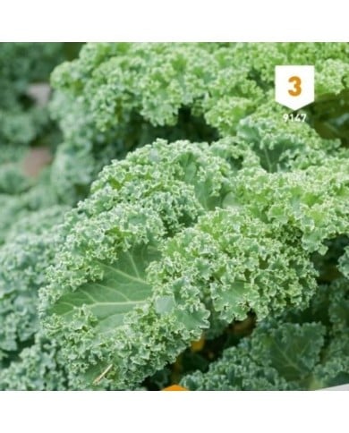 Chou Kale