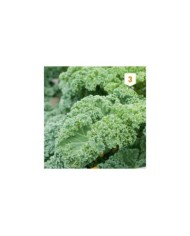 Chou Kale