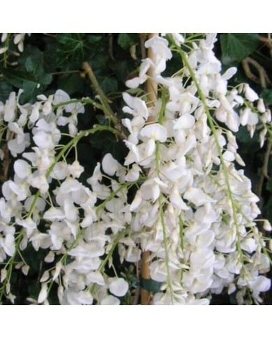 Glycine de Chine à fleurs blanches