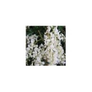 Glycine de Chine à fleurs blanches