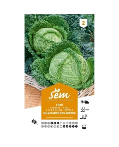 Chou de Milan Gros des Vertus (sachet)