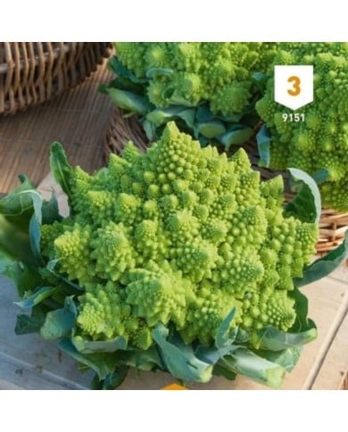 Chou Romanesco