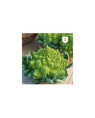 Chou Romanesco