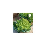 Chou Romanesco
