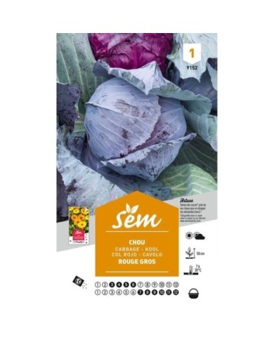 Chou rouge Gros à salade (sachet)