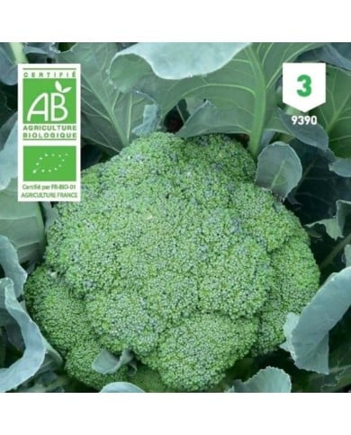 Chou Brocoli Calabrese Natalino Bio