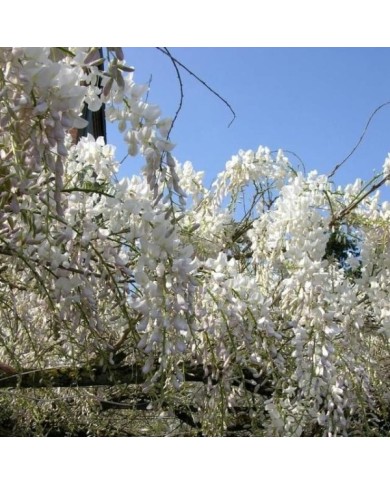 Glycine de Chine à fleurs blanches