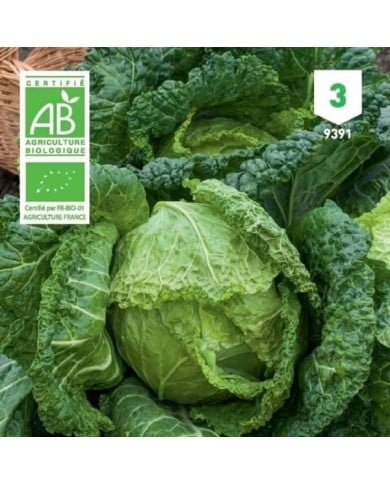 Chou vert frisé Bio
