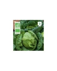 Chou vert frisé Bio
