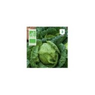 Chou vert frisé Bio