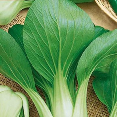 Pak choï   mei qing choï f1