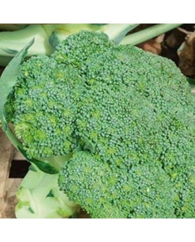 Chou brocoli Marathon HF1