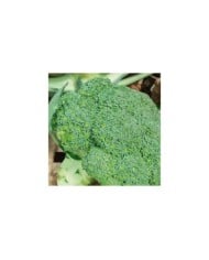 Chou brocoli Marathon HF1