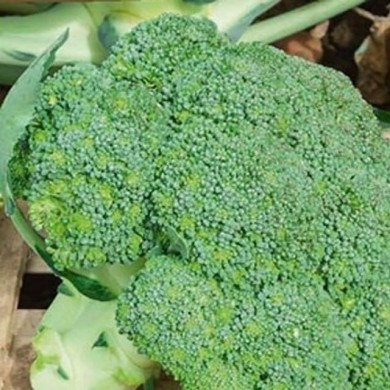 Chou brocoli Marathon HF1