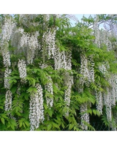 Glycine du Japon Alba