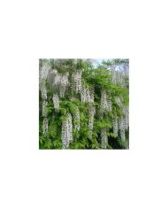 Glycine du Japon Alba