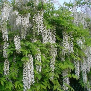 Glycine du Japon Alba