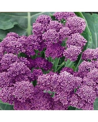 Chou brocoli Summer Purple