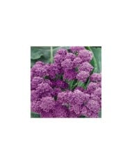 Chou brocoli Summer Purple