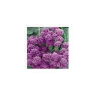 Chou brocoli Summer Purple