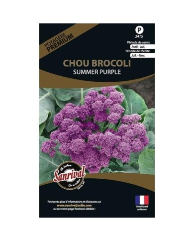 Chou brocoli Summer Purple (sachet)
