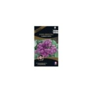 Chou brocoli Summer Purple (sachet)