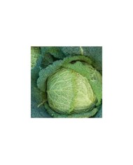 Chou de Milan Savoy King HF1