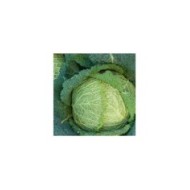 Chou de Milan Savoy King HF1
