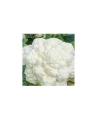 Chou-fleur SERAC HF1