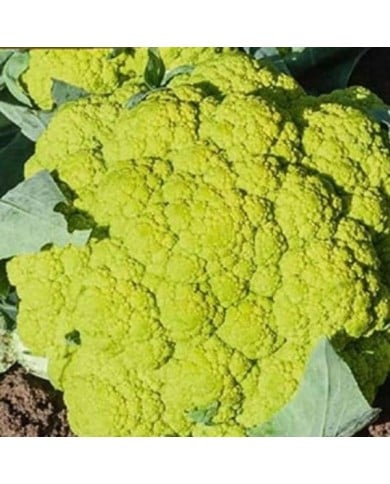 Chou-fleur vert Di Macerata